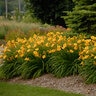 Hemerocallis Bulb Bare Root Stella D'Oro Daylily