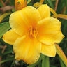 Hemerocallis Bulb Bare Root Stella D'Oro Daylily