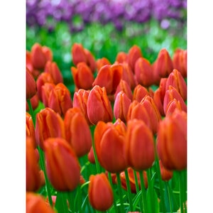 Tulipa Bulb Triumph Orange Cassini Tulip Each