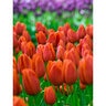 Tulipa Bulb Triumph Orange Cassini Tulip