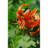 Lilium Bulb Lancifolium Splendens Tiger Lily 14/16
