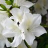 Rhododendron X Formosa White Azalea