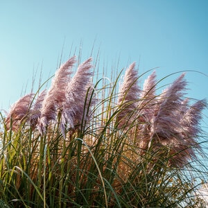 Cortaderia Selloana Pink Pampas Grass