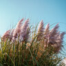 Cortaderia Selloana Pink Pampas Grass
