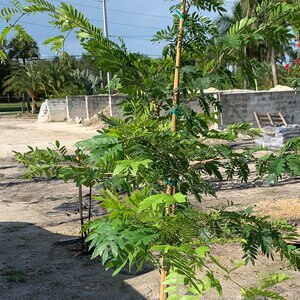 Calliandra Surinamensis Pink Powderpuff
