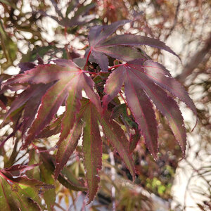 Acer Palmatum Pung Kil Japanese Maple