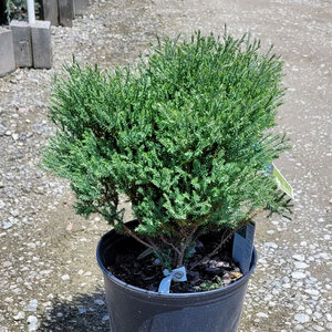 Thuja Occidentalis Pancake Arborvitae
