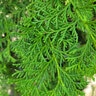 Chamaecyparis Obtusa Southern Lace Hinoki False Cypress