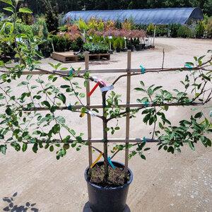 Malus X Six Variety Apple