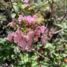 Lagerstroemia X GreatMyrtle Cotton Candy Crape Myrtle