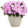 Impatiens X Hybrida SunPatiens Compact Orchid Portfolio New Guinea Impatiens