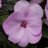 Impatiens X Hybrida SunPatiens Compact Orchid Portfolio New Guinea Impatiens