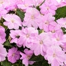 Impatiens X Hybrida SunPatiens Compact Orchid Portfolio New Guinea Impatiens