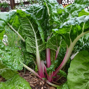 Beta Vulgaris Peppermint Swiss Chard