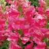 Antirrhinum Majus Rose Snapdragon