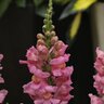 Antirrhinum Majus Pink Snapdragon