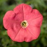Petunia X Hybrida Multiflora Coral Petunia