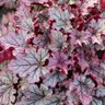 Heuchera X Spellbound Coral Bells