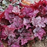 Heuchera X Spellbound Coral Bells