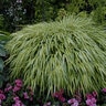 Hakonechloa Macra Lemon Zest Japanese Forest Grass