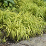 Hakonechloa Macra Lemon Zest Japanese Forest Grass