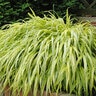 Hakonechloa Macra Lemon Zest Japanese Forest Grass
