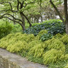 Hakonechloa Macra Lemon Zest Japanese Forest Grass