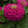 Zinnia Elegans Zesty Fuchsia Zinnia
