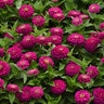 Zinnia Elegans Zesty Fuchsia Zinnia