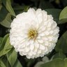 Zinnia Marylandica Zydeco White Zinnia