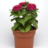 Zinnia Elegans Zesty Fuchsia Zinnia