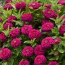 Zinnia Elegans Zesty Fuchsia Zinnia