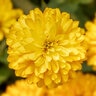 Zinnia Marylandica Zydeco Deep Yellow Zinnia