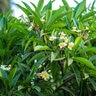 Plumeria Rubra Common Yellow Frangipani