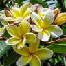 Plumeria Rubra Common Yellow Frangipani