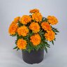 Tagetes Triploid Endurance Orange Interspecific Marigold