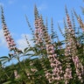Vitex Agnus-Castus Galactic Pink Chastetree