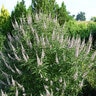Vitex Agnus-Castus Galactic Pink Chastetree