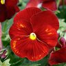 Viola X Wittrockiana Grandio Clear Scarlet Pansy