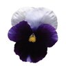 Viola X Wittrockiana Matrix Beaconsfield Pansy