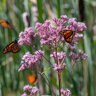 Eutrochium Purpureum Purple Joe Pye Weed