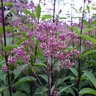 Eutrochium Purpureum Purple Joe Pye Weed