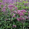 Eutrochium Purpureum Purple Joe Pye Weed