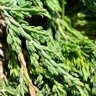 Juniperus Horizontalis Pancake Creeping Juniper