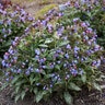 Pulmonaria X Pink-a-Blue Lungwort