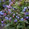 Pulmonaria X Pink-a-Blue Lungwort