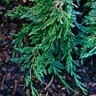 Juniperus Horizontalis Pancake Creeping Juniper