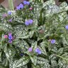 Pulmonaria X Pink-a-Blue Lungwort