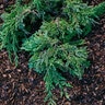 Juniperus Horizontalis Pancake Creeping Juniper