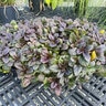 Ajuga Reptans Burgundy Glow Bugleweed